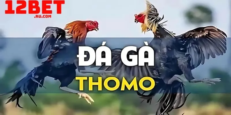Đá gà Thomo tại 12BET: Sân chơi hợp pháp, minh bạch 1 Đá gà Thomo